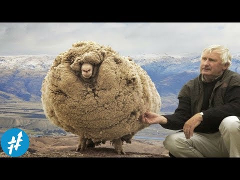Video: Selimut Bulu (35 Foto): Fitur Bulu Domba, Model Dengan Mobil Dan Cetakan Lainnya, Warna Putih Dan Kuning, Biru Dan Macan Tutul