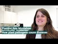 Postdoc ana montalvao about her research at the max planck institute for biology tbingen