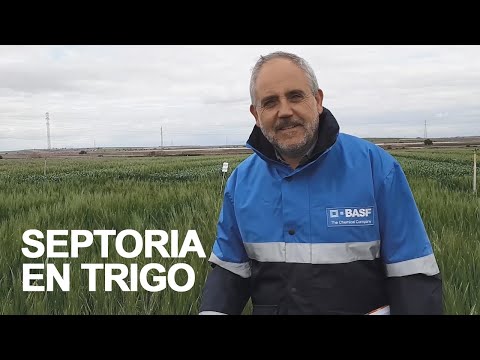 Video: Mancha foliar en plantas de cebada: cómo controlar la mancha foliar por Septoria en cebada