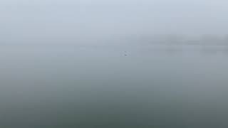 cormorant on a misty morning in Central Park Reservoir