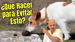 🚫💩 WHAT CAN I DO TO STOP MY DOG FROM EATING HIS POOP? 🚫💩