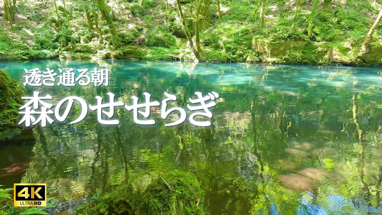 透き通る朝 森のせせらぎ｜川の音 鳥のさえずり｜集中力向上、勉強、読書、癒しの空間づくり【4K 自然音 nature sounds】