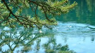 Pine Reflections - Moraine Lake ASMR