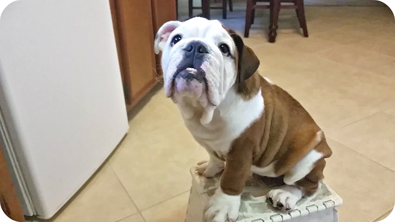 Bulldog arguing I am not heavy (Hercules the Bulldog)