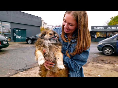 Video: Rijden in auto's met honden