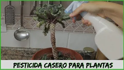 ¿Cómo quitar las telas de araña de las plantas?