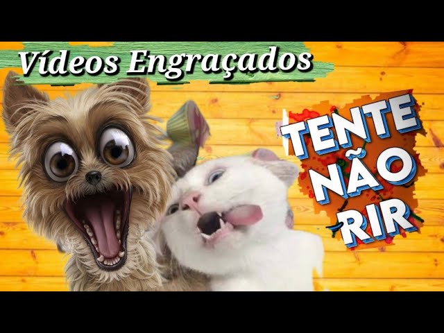 VIDEOS ENGRAÇADOS DE ANIMAIS - TENTE NÃO RIR (COMPILADO DE COMÉDIA