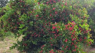 Cranberry Plants - Beautiful Cranberry Bushes