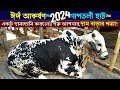 গাবতলী গরুর হাট, কেমন বেচাকেনা হচ্ছে কুরবানীর গরু? Gabtoli Gorur Haat 2024 Last time! Bhai Koto Nilo