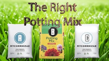 Fig tree Potting mix is so Important
