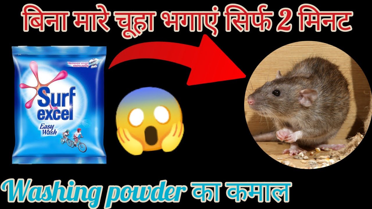 5 Get Rid Of Rats Easy 5-get-rid-of-rats-easy