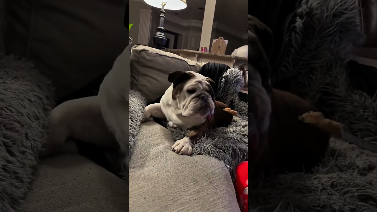 POV Ты живешь с сумасшедшей собакой 🤣 