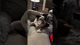 Pov You Live With A Crazy Dog