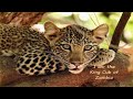 Zambia - Leopard Mom and cub