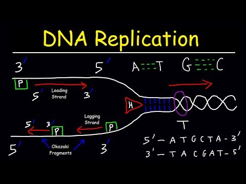 DNA Replication - Leading Strand vs Lagging Strand & Okazaki Fragments