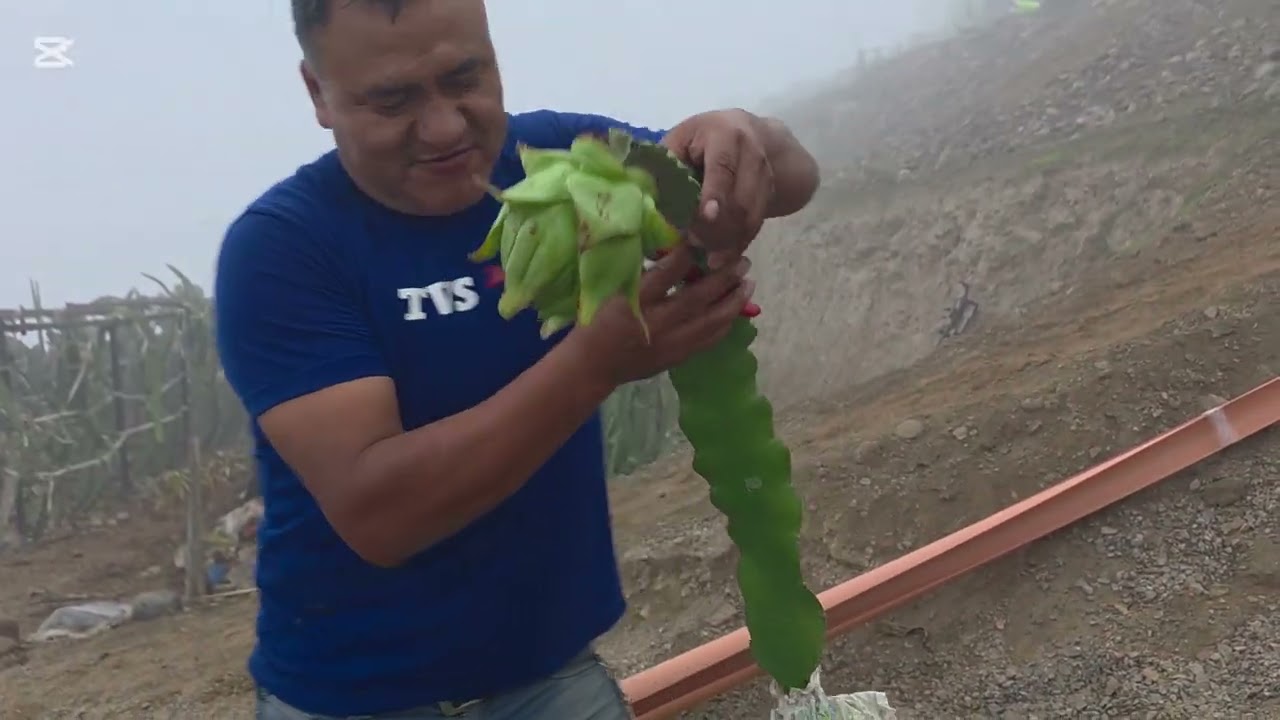 PROPAGANDO POR ACODO PITAHAYA VARIEDAD JINDU 1