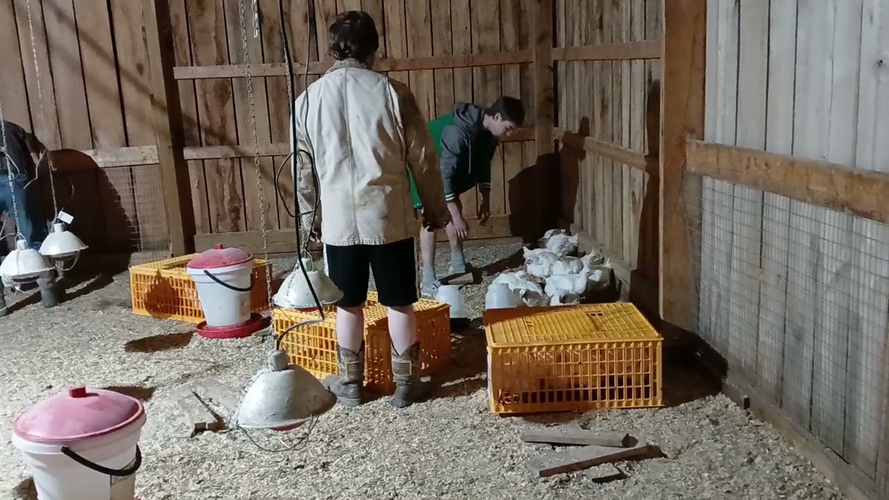 Loading Meat Birds In Transport Crates To Prepare For Hauling To The Processor On Processing Day