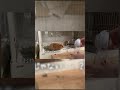 おやつと勘違いして挙動不審のモルモット #animals #shorts