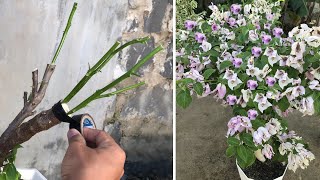 Amerikan Begonvilleri Sakura Begonvillere Sakura Konfeti Aşılama Talimatları