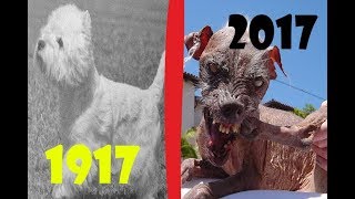 ТОП 5 СТРАШНЫХ ПОРОД СОБАК СПУСТЯ 100 ЛЕТ СЕЛЕКЦИИ ТОП 5 СТРАШНЫХ ПОРОД СОБАК СПУСТЯ 100 ЛЕТ СЕЛЕКЦИИ