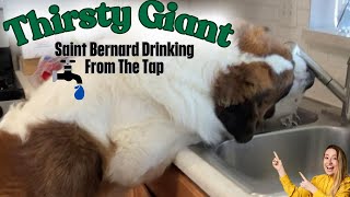 Funny Large Dog Videos  My Saint Bernard LOVES Drinking From The Sink.