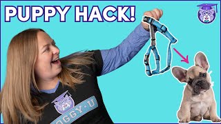 How to Put a Harness on a Wiggly Puppy (Stress-Free!) + Loose Leash Walking by DOGGY•U 1,259 views 4 months ago 2 minutes, 53 seconds