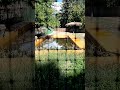 Бегемот відпочиває в куточку свого басейна.Київський зоопарк.25.07.2924.