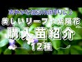 【初夏のガーデニング】美しいリーフやアジサイなど爽やかな初夏の庭作りに購入した苗紹介12種と植え付け|宿根草|カラーリーフ|ヤマアジサイ|山野草|五月の雨庭|