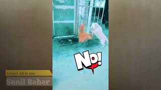 Funny Animal Videos,Funny Animals,Funny With Animals ‎@Atharv All in one  #shorts #funnydogs by Atharv All in one 46 views 1 year ago 14 seconds