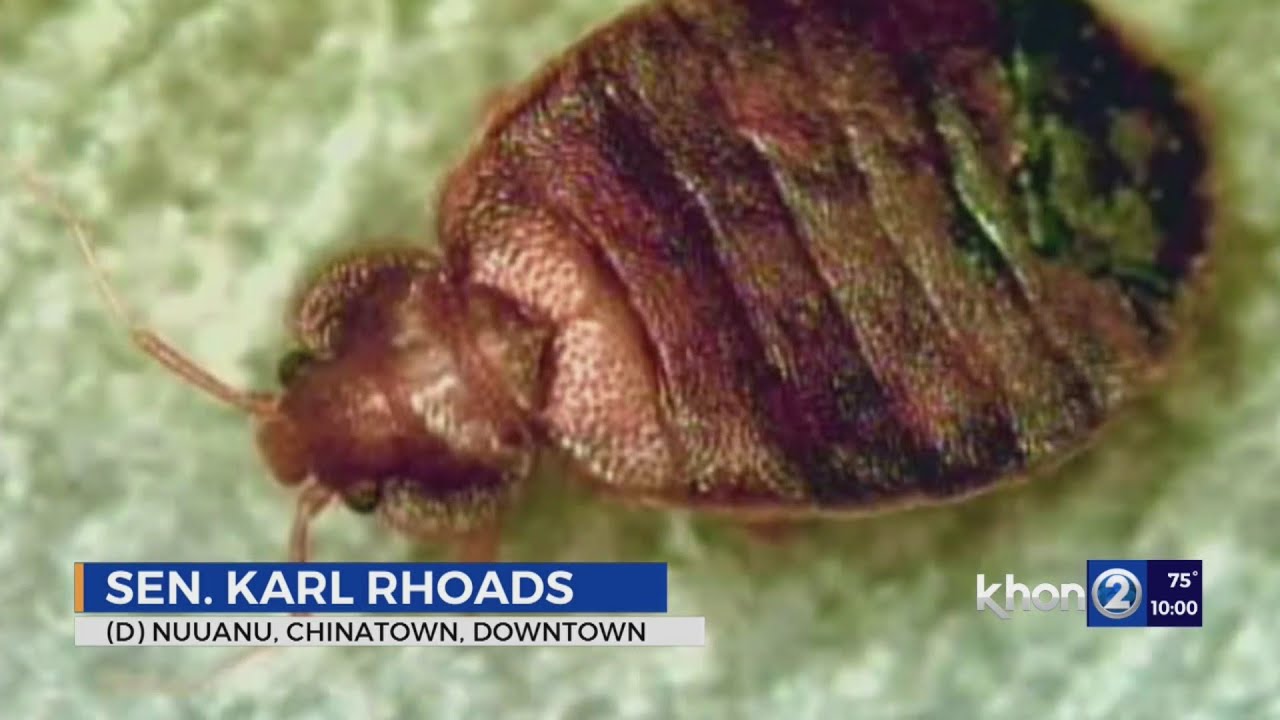 Are Landlords Responsible For Bed Bugs In Ny at Louis Skinner blog