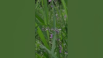 سورة الكوثر من القارئ عبدالرحمن السديس