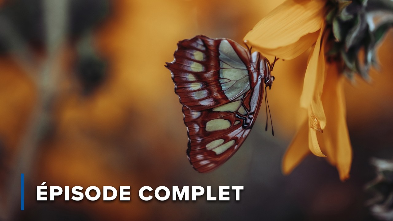 Insects incroyables et luttes contre la sécheresse | Secrets sauvages d'Australie 106+107