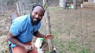 How to Plant Sugar Snap Peas 2 Ways| Transplanting Starts and Seeds How to Plant Sugar Snap Peas 2 Ways| Transplanting Starts and Seeds