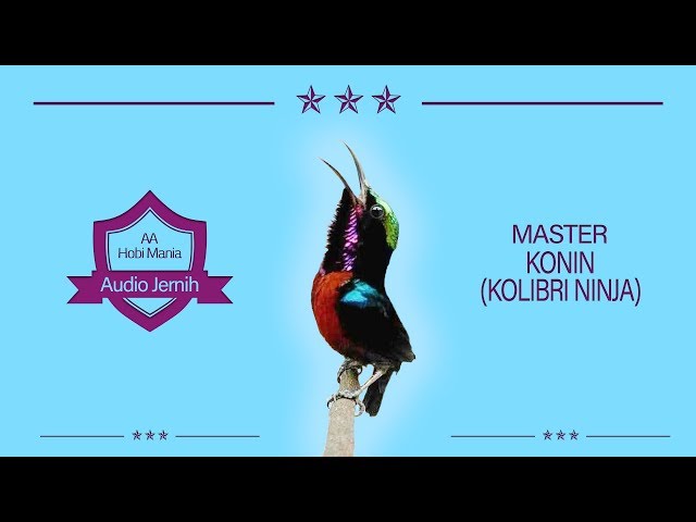 Master Dasyat Kolibri Ninja Bongkar Isian Full Tembakan class=