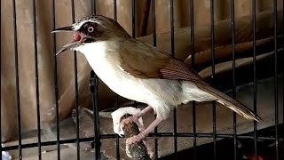 Suara Burung Opior Paruh Tebal Sunguh Unik