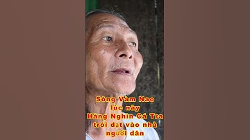 CHUYỆN LẠ TẠI SÔNG VÀM NAO HÀNG NGHÌN CÁ TRA TRÔI DẠT VÀO BỜ quá kỳ lạ bà con ơi #shorts