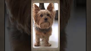 Yorkie, Breed Spotlight Shorts #dog #canineenrichment #doglover #caninebehavior #caninecompanionship