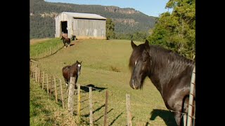 Shire Horses (Draught Horse) Road Test  Burke's Backyard by BurkesBackyard 184 views 1 month ago 4 minutes, 49 seconds