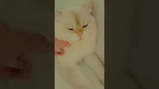 Tipe Bak Börek Gibii Yesin Onu Annesi