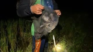 berburu burung sawah di malam hari // alat hipnotis burung