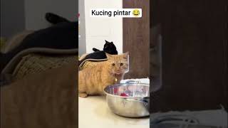 kucing pintar