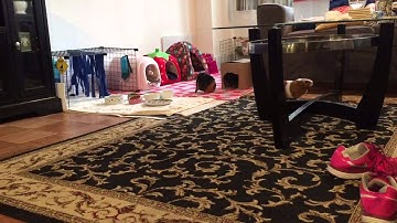 Guinea pig Bella running with the carrot