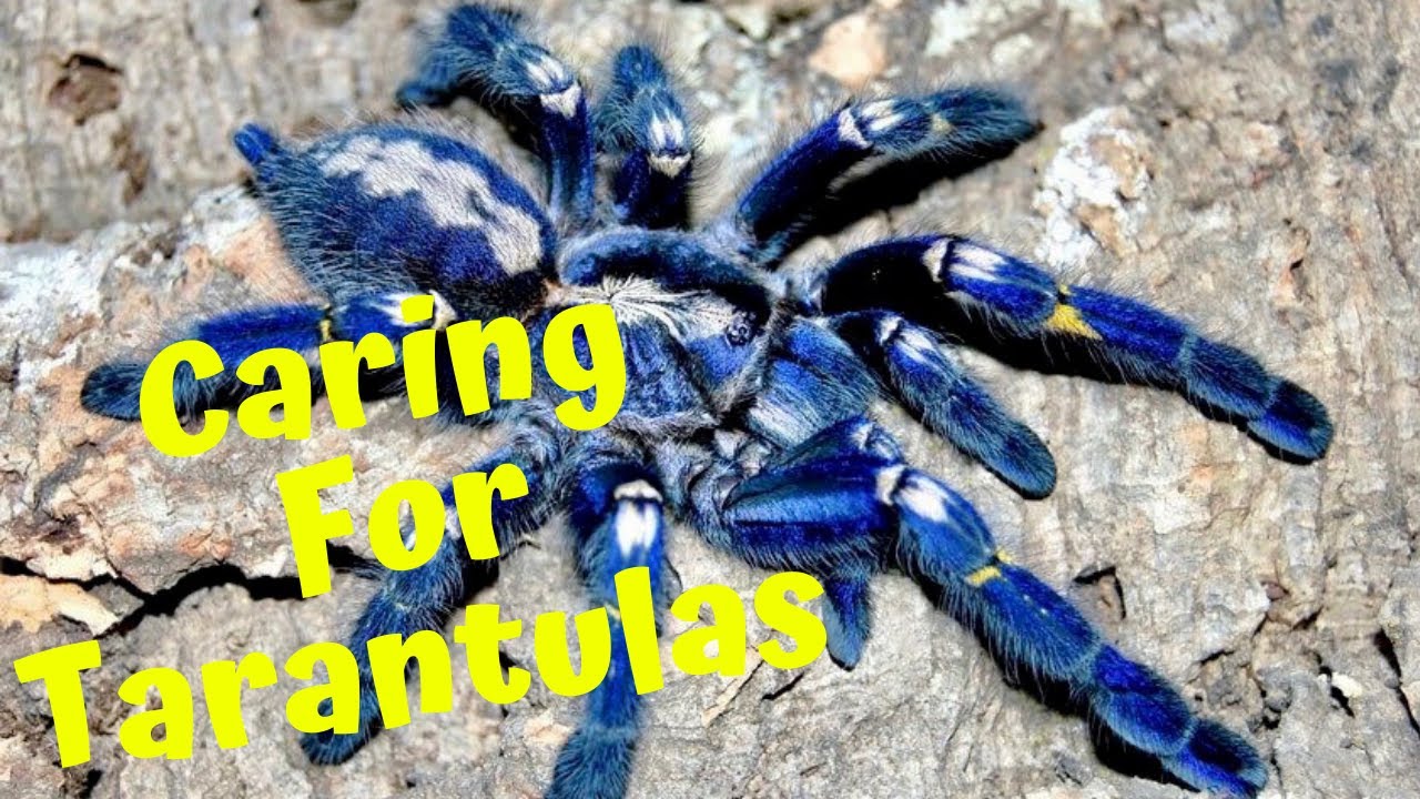 Learn how to take care of tarantulas YouTube