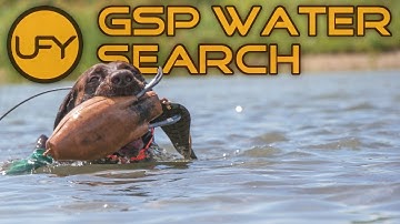 GSP Duck Search & Retrieving | Pointing Dog Training