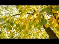 Sunlight filters through autumn leaves yellow green nature tree branches foliage vibrant colors