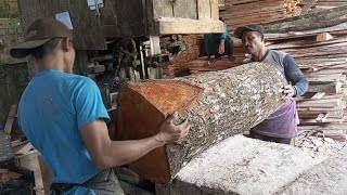 : big short scary sawmills of huge mahogany wood that will amaze you