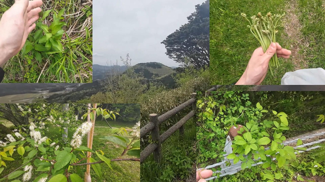ウワミズザクラ】山の上の公園で山菜を採取する【ツリガネニンジン