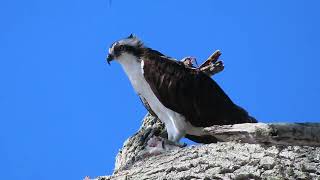 Osprey eating a fish