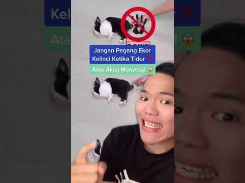 Video: Cat Remake dari “Rumah Sendiri” adalah Video Liburan yang Aneh [Video]