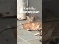 POV Kasih Ibu Kucing sama anaknya #4000hours #2000subscribers #animals #catshorts #cat #viralvideo